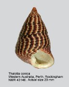 Thalotia conica